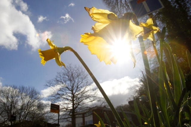 warmest december means daffodils bloom