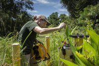 This photo provided by the University of Maryland shows Brooke Czwartacki taking a measurement in a well in Awendaw, South Carolina. Czwartacki regularly checks the salinity of well water as saltwater invades the state’s aquifers. (Hunter Musi/Stanford University via AP)