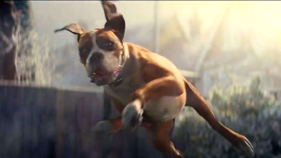 Buster the trampolining dog (John Lewis)