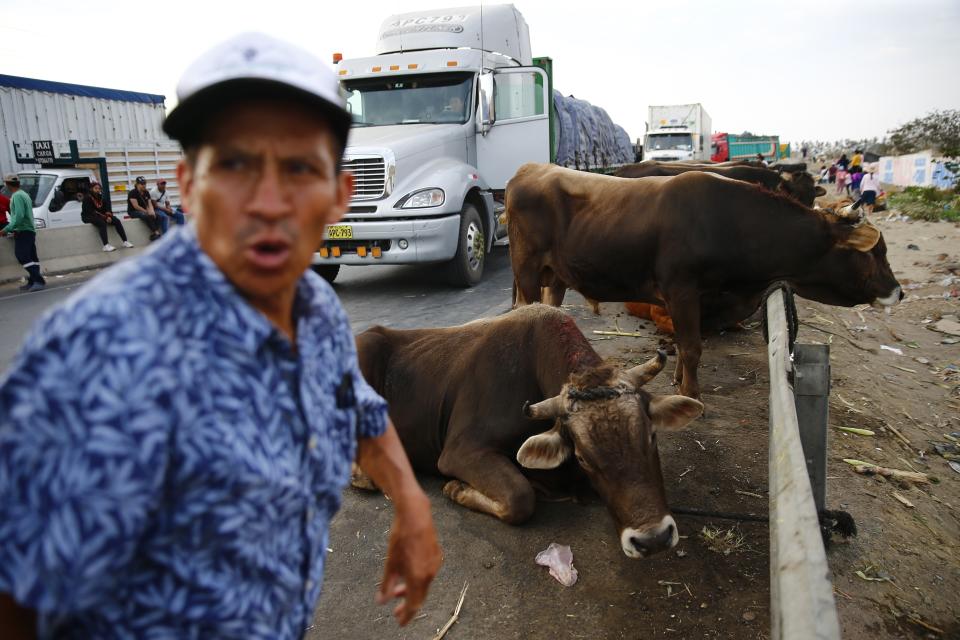 Un hombre saca a sus vacas fuera de su camión después de tres días de bloqueo en la autopista Panamericana Norte por seguidores del presidente peruano destituido Pedro Castillo que protestan por la detención de Castillo, en Chao, Perú, el jueves 15 de diciembre de 2022. El nuevo gobierno de Perú declaró 30 días de emergencia nacional el miércoles, en medio de las violentas protestas que sobrevinieron a la destitución de Castillo, que suspenden derechos y libertades públicos en todo el territorio del país andino. (AP Foto/Hugo Curotto)