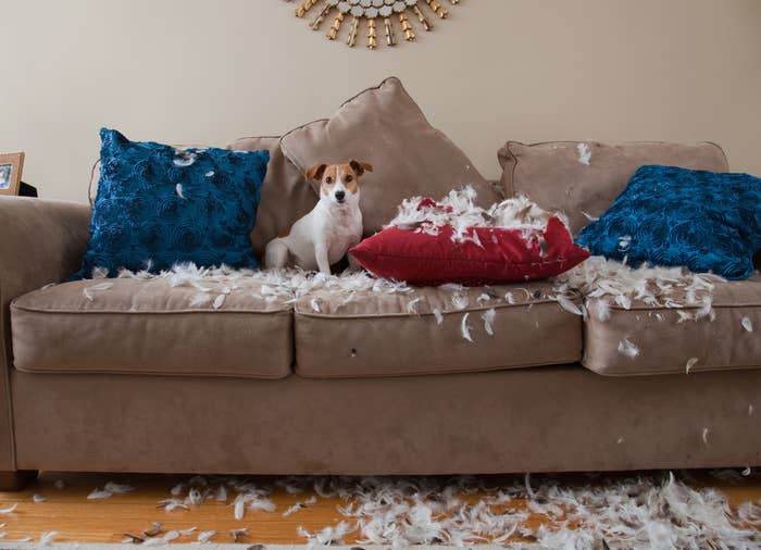 Jack Russell Terrier sitting on living room sofa with ripped up pillow