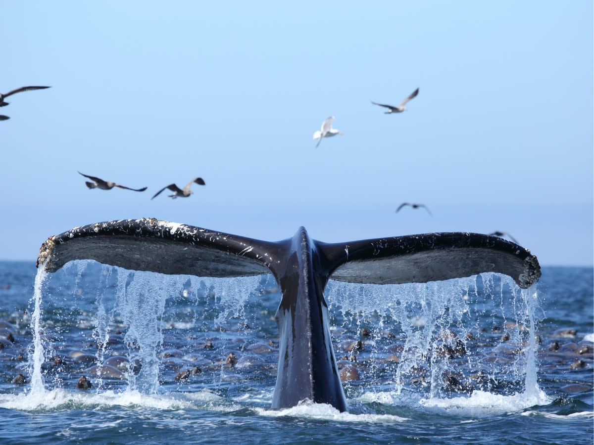 Humpback whales and blue whales can be spotted between May and November (Getty / iStock)