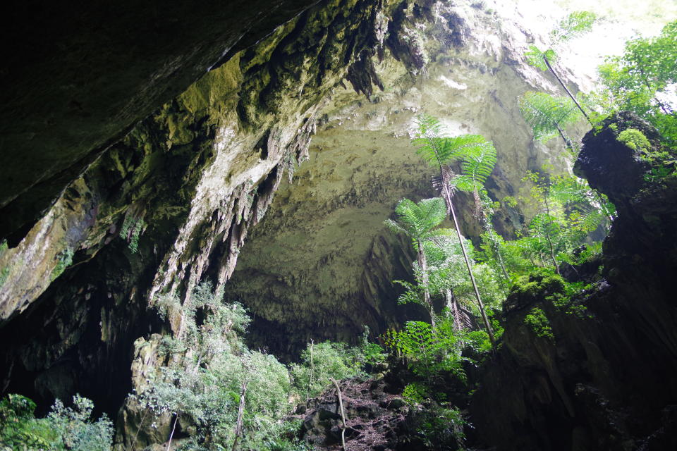 Deer cave in Gunung Mulu National Park