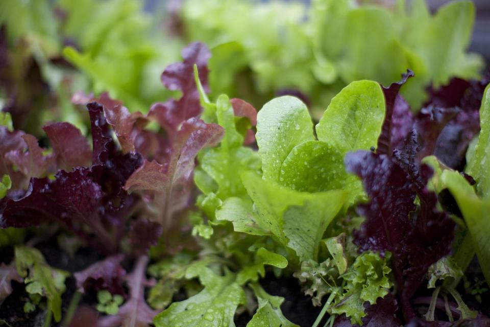 Purple, Terrestrial plant, Annual plant, Leaf vegetable, Liverwort, Non-vascular land plant, Green algae, Herb, Red leaf lettuce, 