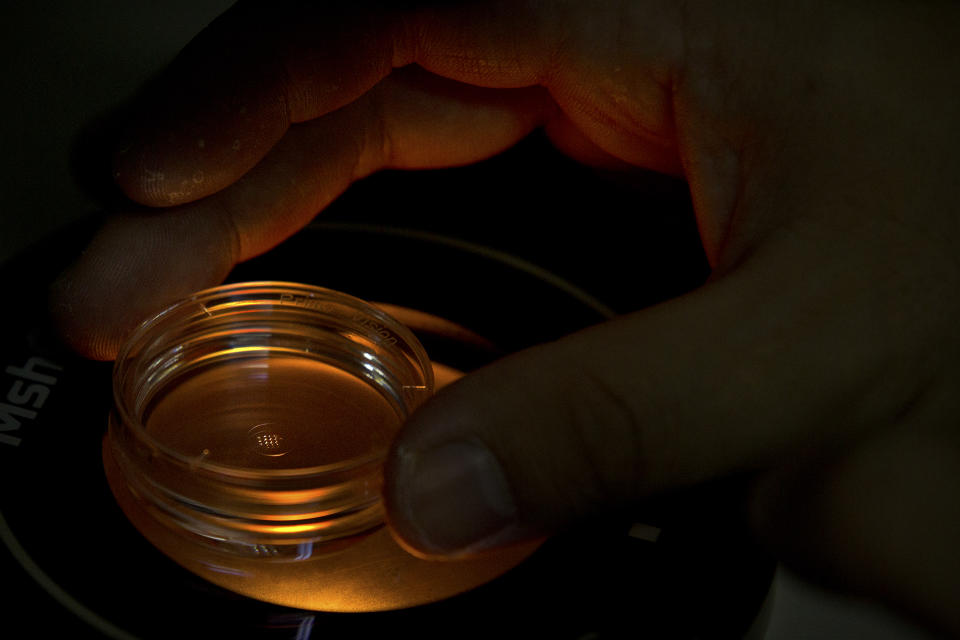 In this Oct. 9, 2018, photo, Qin Jinzhou, an embryologist who was part of the team working with scientist He Jiankui, adjusts a microplate containing embryos that have been injected with Cas9 protein and PCSK9 sgRNA at a lab in Shenzhen in southern China's Guandong province. China's government on Thursday, Nov. 29, 2018, ordered a halt to work by a medical team that claimed to have helped make the world's first gene-edited babies. (AP Photo/Mark Schiefelbein)