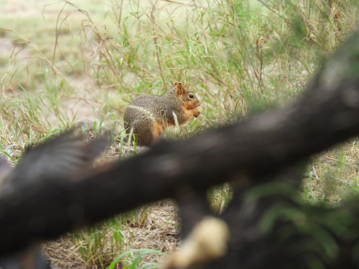 Fox squirrel