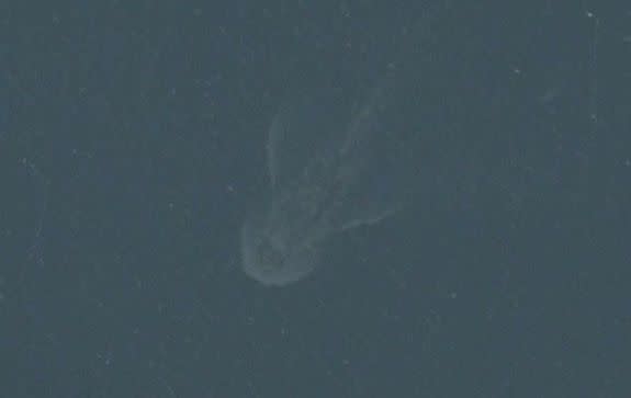 Loch Ness Monster on Apple Maps? Why Satellite Images Fool Us