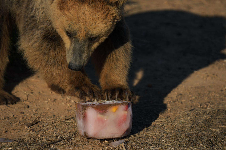 Afroditi, a 14-year-old European brown bear, claws at a block of ice with fruits, at the Attica Zoological Park in Spata suburb, eastern Athens, Friday, Aug. 4, 2023. A large number of animals being fed frozen meals at the Attica Zoological Park outside the Greek capital Friday, as temperatures around the country touched 40C (104 degrees Fahrenheit) and were set to rise further, in the fourth heat wave in less than a month. (AP Photo/Thanassis Stavrakis)