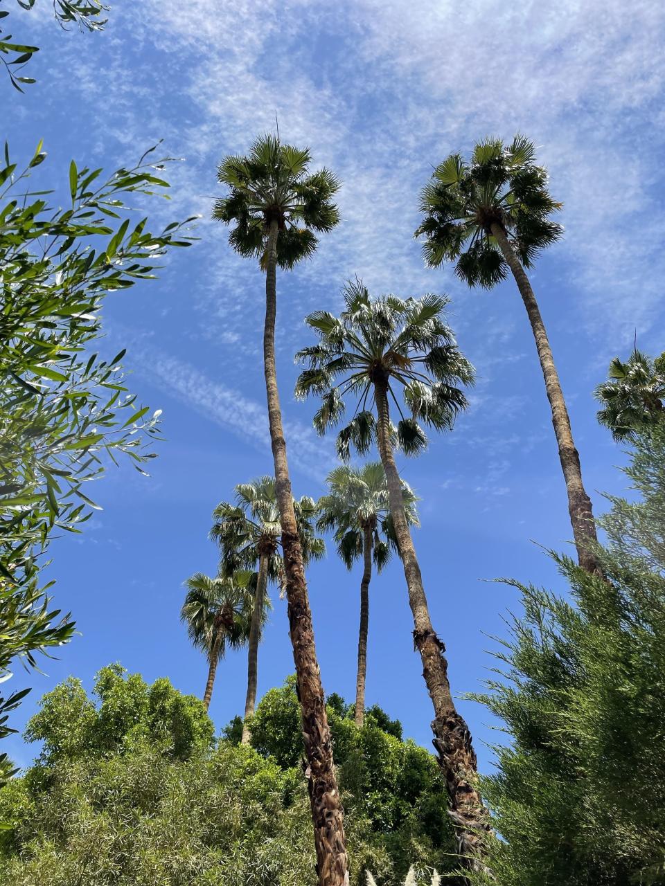 Palm trees on Parker property