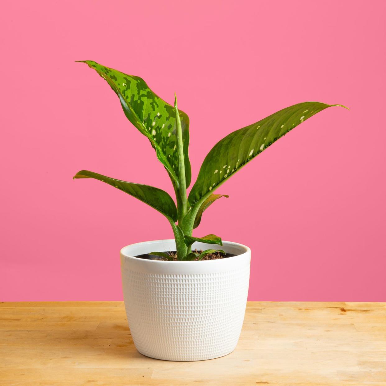 big leaf plants dieffenbachia crocodile costa farms