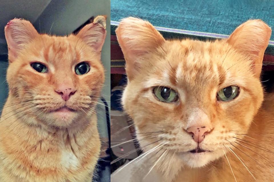 Before and after shots of an orange tabby cat and his recovery from frostbite on the tips of his ears