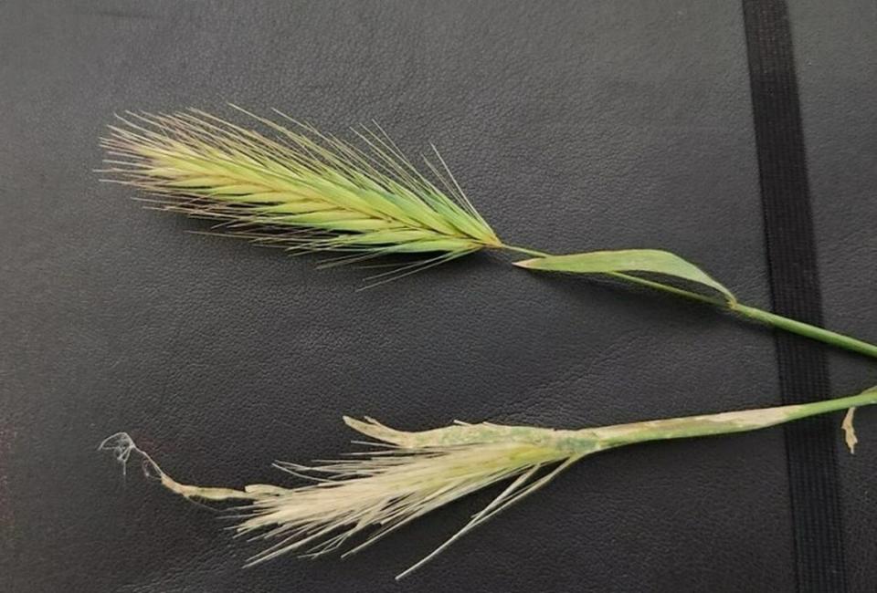 The barb of a foxtail can burrow in a dog’s skin and seriously harm your pet.