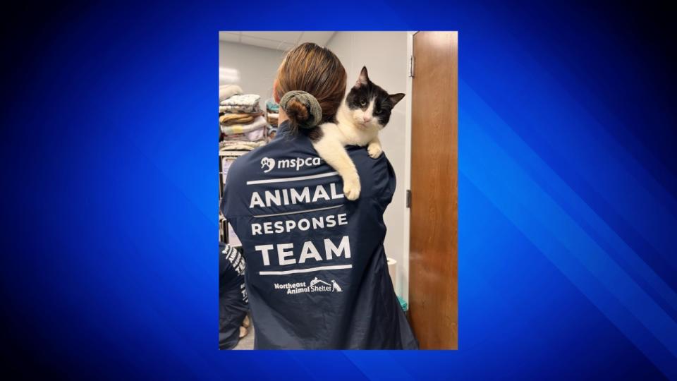 The MSPCA-Angell and Northeast Animal Shelter (NEAS) are working to help and heal more than a dozen cats rescued from a hoarding situation in South Carolina. The cats arrived in Salem the evening of Friday, February 10, after staffers drove for more than 12 hours to get them to Massachusetts.