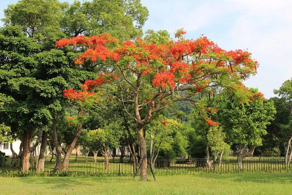 福林路旁草皮上的鳳凰木（圖片來源：台北市政府工務局）