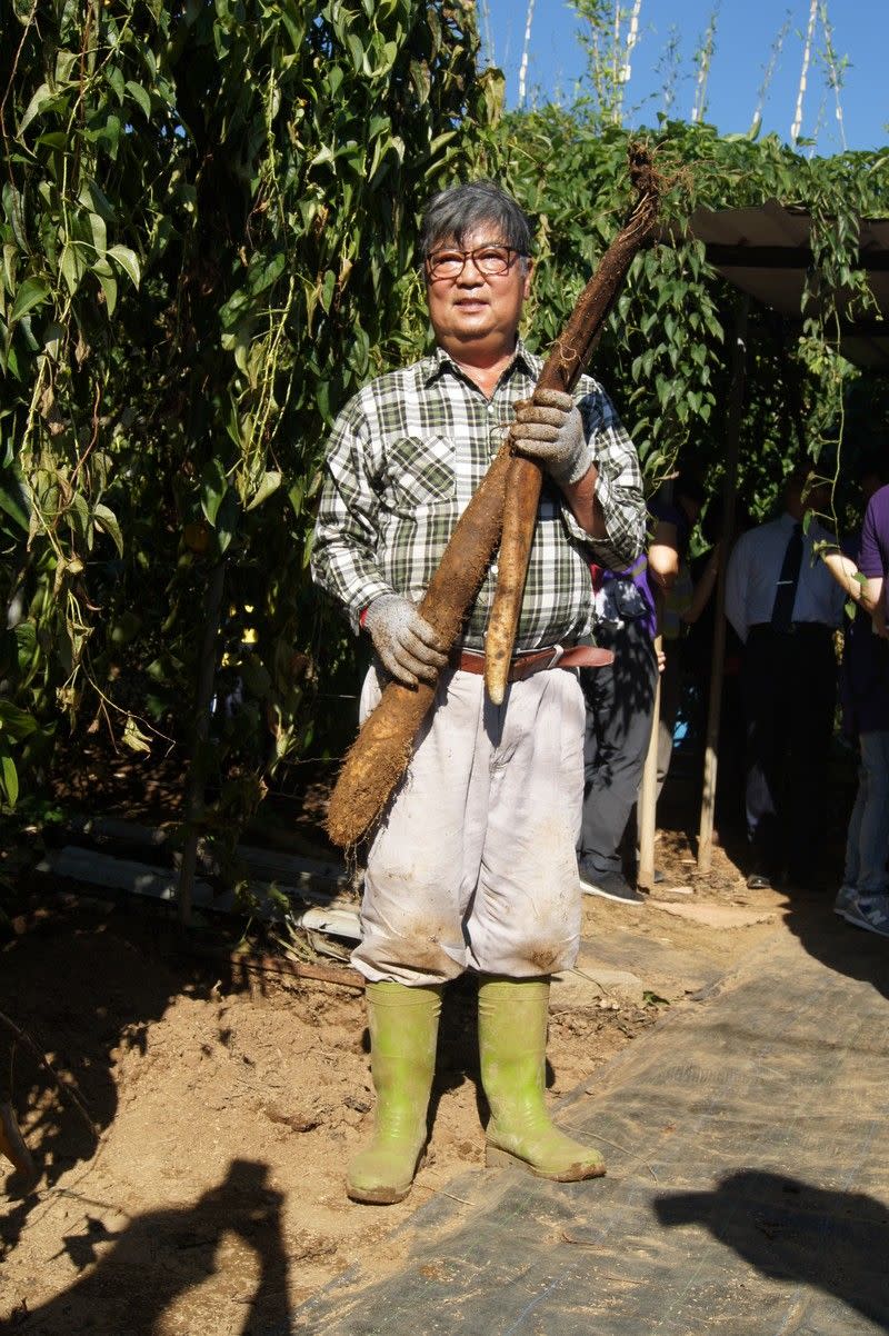 圖/位於仰德大道旁，種植山藥約2000株，主要品種為”寸薯”-劉勝旋山藥園