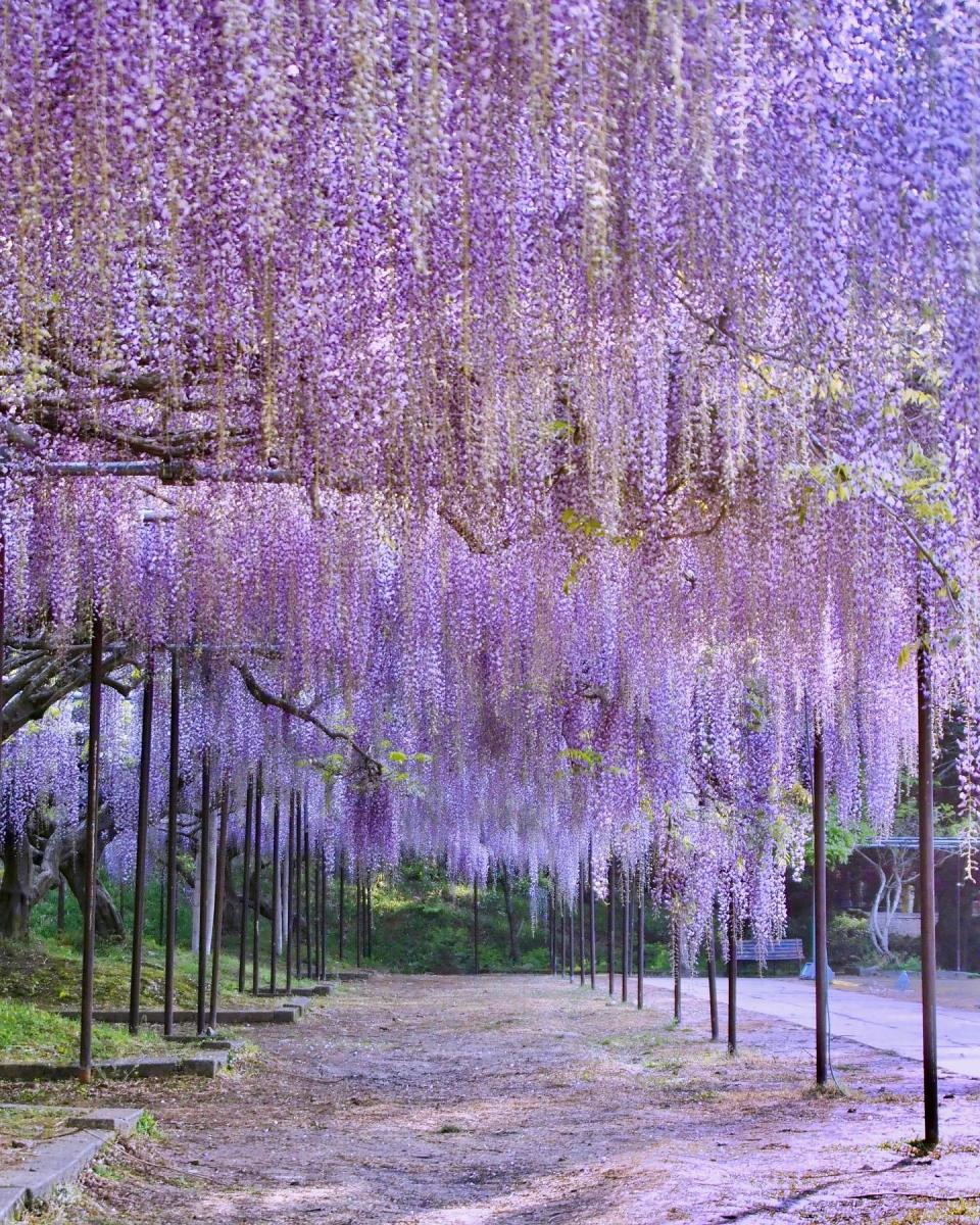 日本旅遊｜5大紫藤名所推介！足利花卉公園/白毫寺/世羅藤園/河內藤園紫藤園｜附祭典+點燈日期