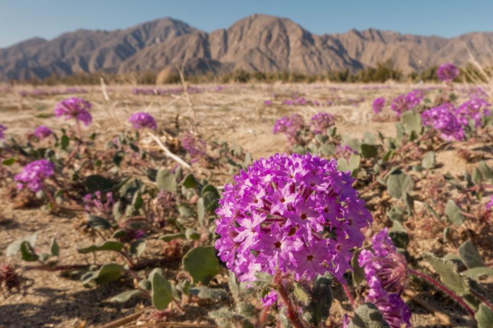 Closeup of purple sand verbena flowering in the desert, with mountains behind.