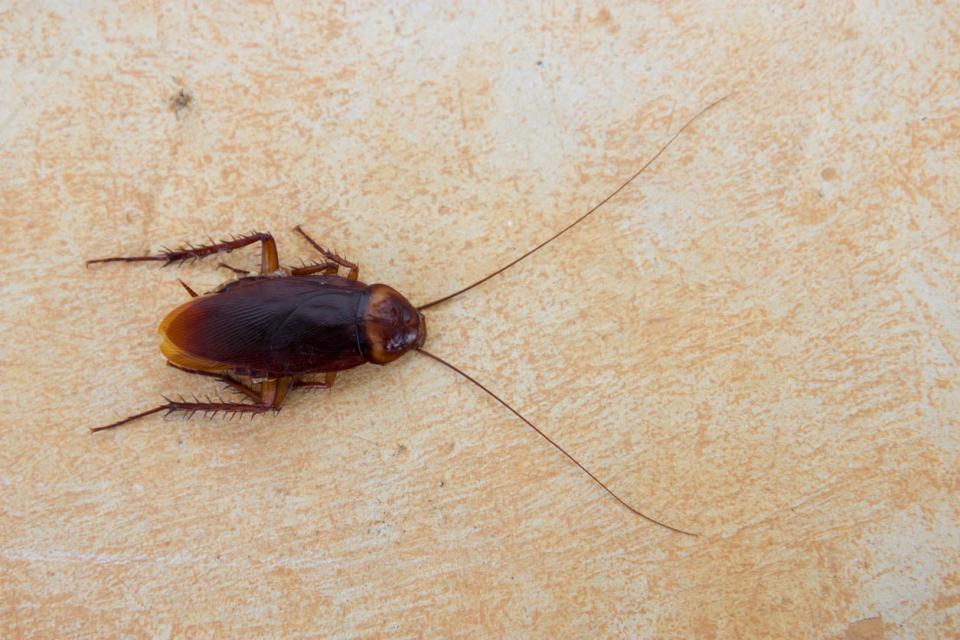 A close up of a brown bug.