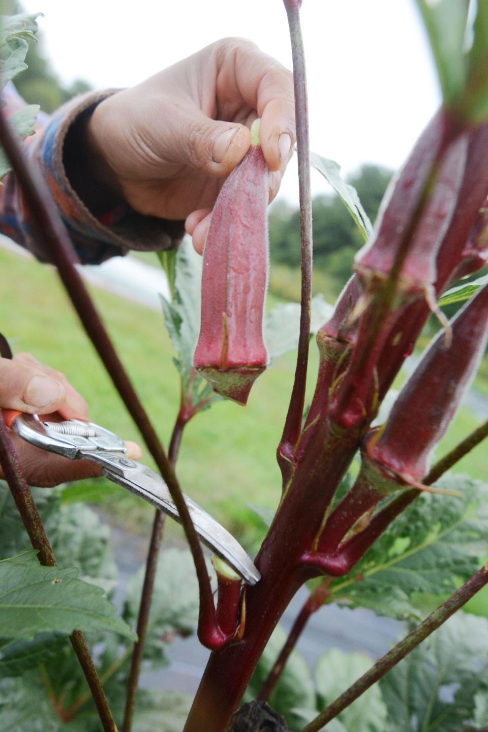 Yoko Takemura, owner of Assawaga Farm in East Putnam, cuts okra Sept. 20, 2022.