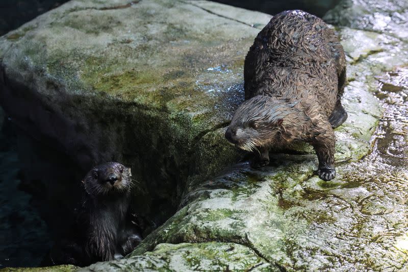 Sea Otters at the Aquarium of the Pacific, in Long Beach