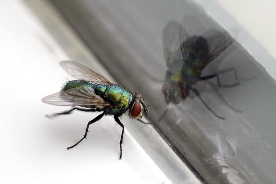 <p>Fliegenfangen leicht gemacht: Tropfe etwas Spülmittel, das besonders süßlich-fruchtig riecht, in eine Schale mit Wasser und bedecke diese mit Frischhaltefolie. Zur besseren Abdichtung kannst du die Folie mit einem Gummiband fixieren. Stich ein paar Löcher in die Folie, durch die die Insekten passen – fertig ist die Fliegenfalle! Der süße Duft des Spülis zieht die Insekten an. Kommen die Flügel mit dem Spüliwasser in Kontakt, ist das Entkommen schwierig. (Bild: Getty Images) </p>