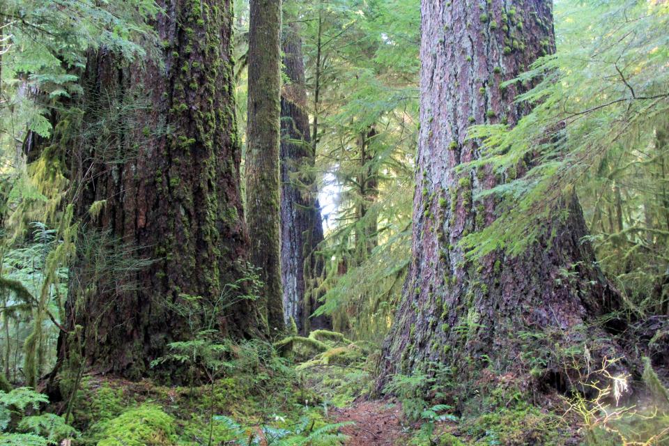 The Valley of the Giants is home to some of Oregon's largest and oldest trees in the Coast Range, located west of Falls City. The area was closed by a recent landslide. This picture was taken in 2013.