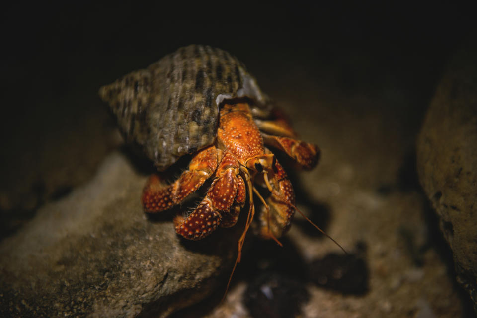 Land Hermit crabs