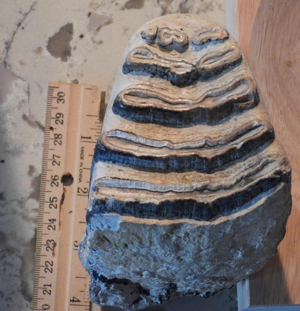 The enamel and dentine (chewing surfaces) of this Columbian/Imperial Mammoth molar are highly folded into the large, elevated ridges you see on the occlusal surface and were held together with cementum material in life. As Mammoths evolved, the number of ridges and thickness of their enamel increased.