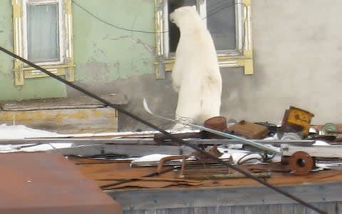 A polar bear looks into a window in Amderma  - Credit: Nadezhda Ippolitova