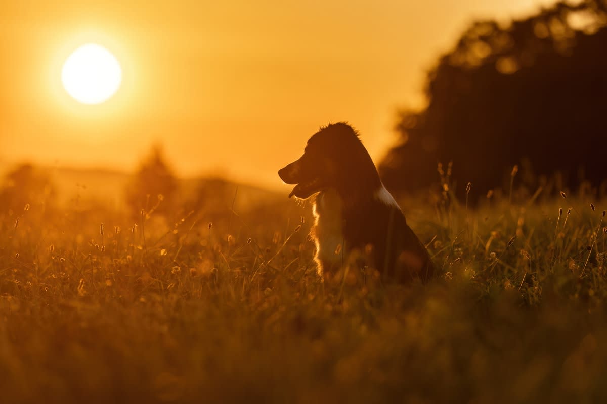 A mini Aussie Shepherd in a field at sunset<p>Annabell Gsoedl via Shutterstock</p>