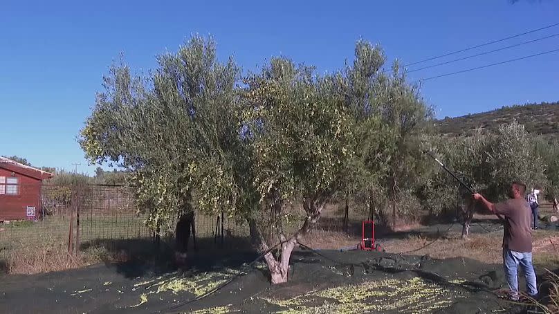 La récolte des olives en Grèce, 2023