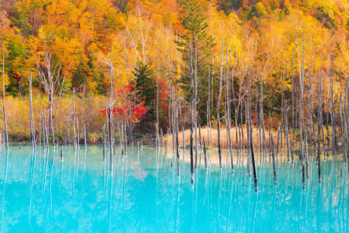 日本最早紅葉！北海道賞楓時間、必去景點一次看