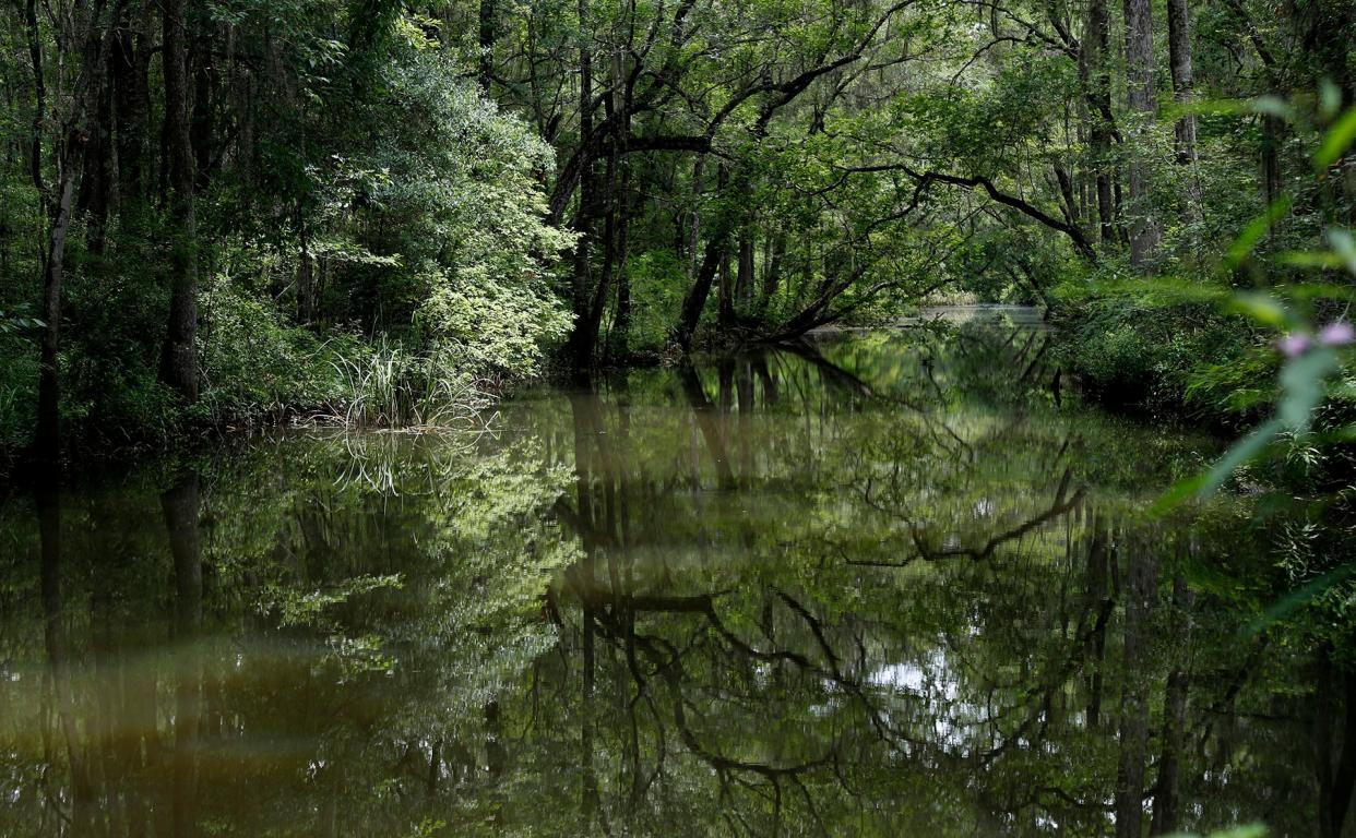 Nature reflects off the cloudy waters of the Ogeechee Canal.