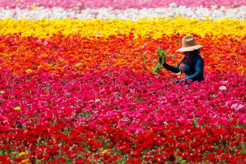 FILE PHOTO: Giant Tecolote Ranunculus flowers in California