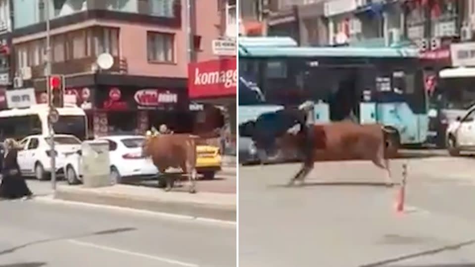 The woman in black at first appears not to see the animal before it rushes at her and attacks. Photo: Live Leak