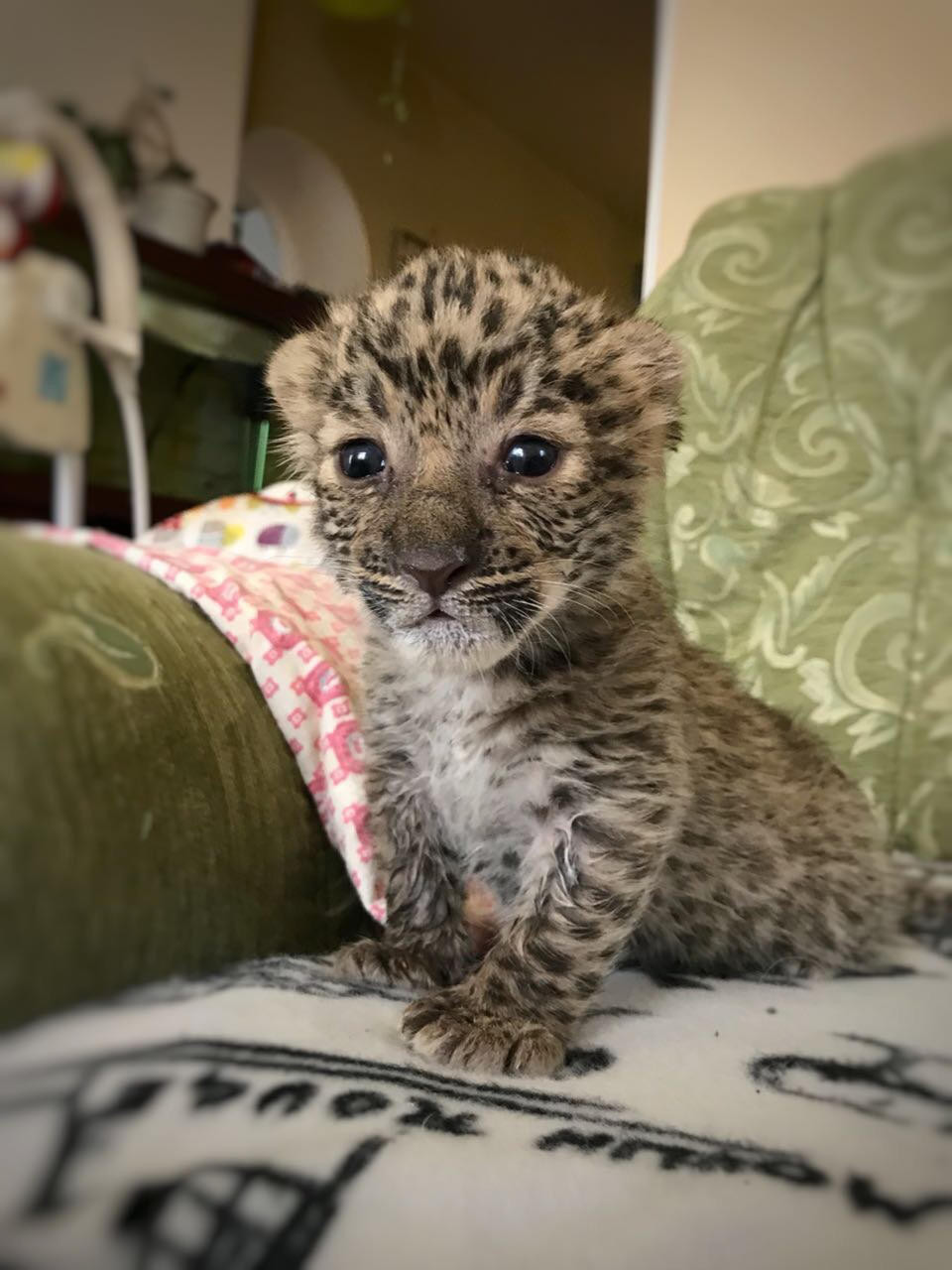 One of the cubs had heart problems but the other was in perfect health. (AsiaWire)