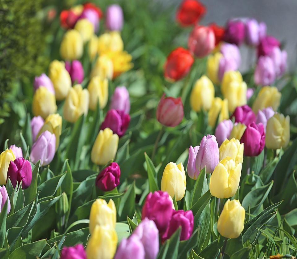 Spring tulips rise along Main Street in Hingham despite cold overnight temperatures Wednesday, April 20, 2022.