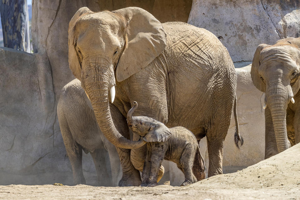 This Monday, Aug. 13, 2018 photo provided by the San Diego Zoo Safari Park shows Umzula-zuli, a healthy male African elephant calf, taking its first tentative steps in the elephant enclosure under the watchful eye of its mother, Ndula, at the park in Escondido, Calif. Zookeeper Mindy Albright says the other 12 elephants sniffed the new baby and trumpeted their welcome. The elephant was born Sunday, Aug. 12, which happened to be World Elephant Day. (Ken Bohn/San Diego Zoo Safari Park via AP)