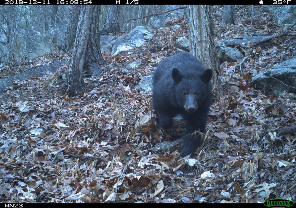 Black bears are attracted to trash cans and their contents, so it's best to leave the receptacles in a garage or shed until trash pickup day.