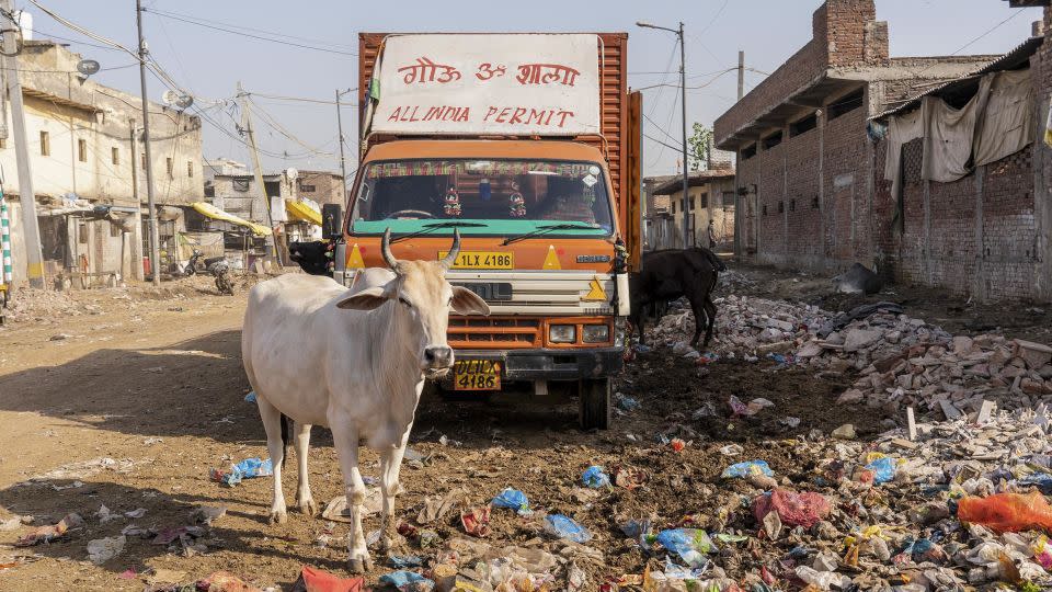 Cattle are seen near Ghazipur landfill on April 23, 2024. - Noemi Cassanelli/CNN