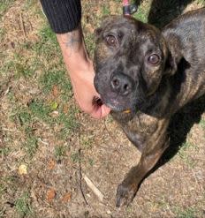 This sweet girl is Neevah. She is approximately 6 months old, and she is a mixed breed. She is very playful and loves to run. She enjoys children and would do great in an active household.