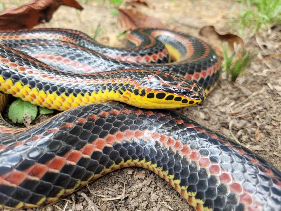The rarely seen Rainbow snake is not venemous and poses no threat to people.