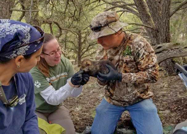 Members of a field team from state and federal wildlife agencies prepare to release Mexican gray wolf pups in the wilds during a recent outing.