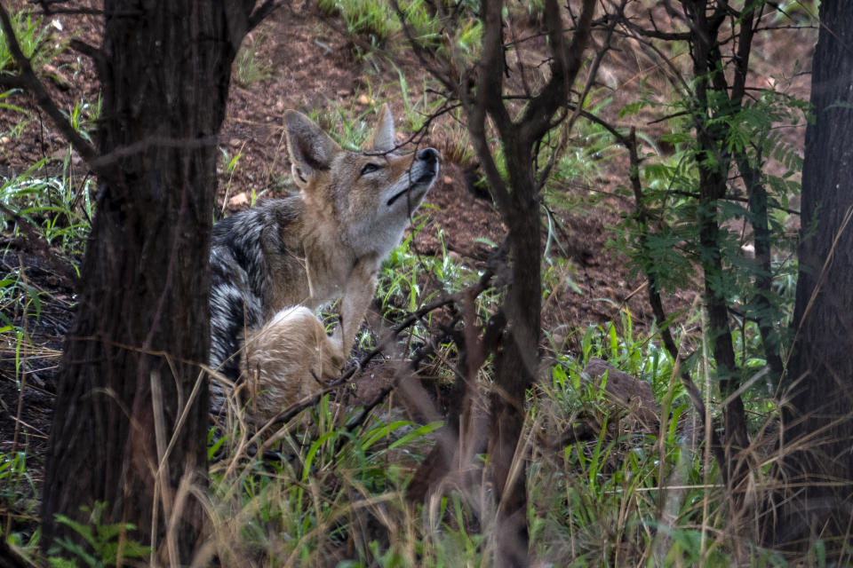 A Chacal scratches its neck during a game drive in the Dinokeng game reserve near Hammanskraal, South Africa Sunday Dec. 5, 2021. Recent travel bans imposed on South Africa and neighboring countries as a result of the discovery of the omicron variant in southern Africa have hammered the country’s safari business, already hard hit by the pandemic. (AP Photo/Jerome Delay)