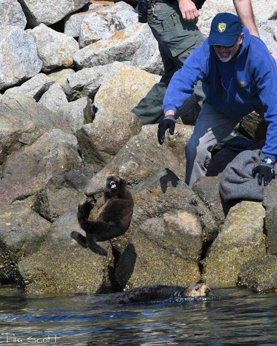 Fish and Wildlife biologist Mike Harris tosses a baby otter into the water to reunite it with its mother. Young otters have special fur that makes them extremely buoyant.