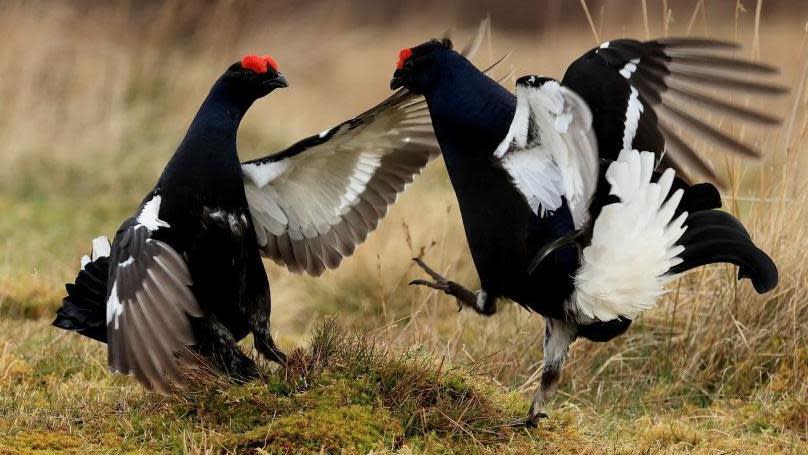 Black grouse