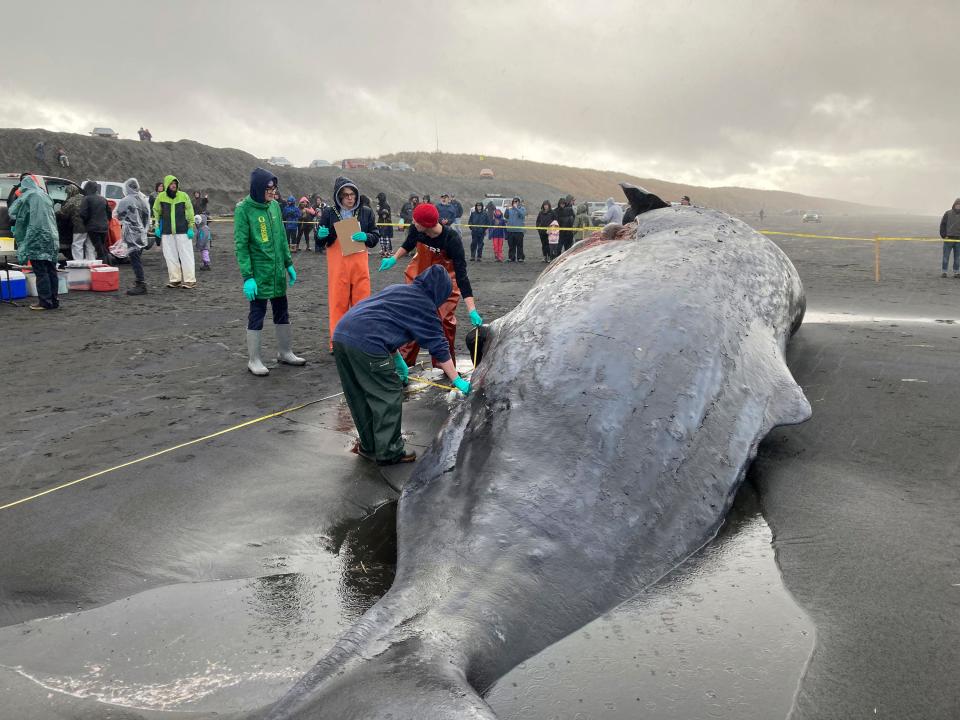 In this photo provided by NOAA Fisheries, a NOAA employee conducts a necropsy of a dead sperm whale beached on the Oregon coast near Fort Stevens State Park.