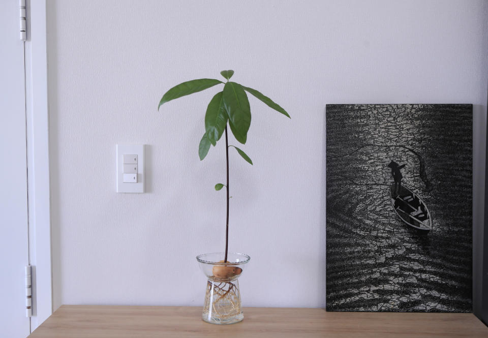 A nine week avocado plant is grown at the apartment of AP journalist Hau Dinh, during a virus lockdown in Vung Tau, Vietnam on Sep. 15, 2021. Dinh set off from Hanoi for the seaside resort for a long weekend in mid-July. The trip came just as the delta variant began sweeping through Vietnam, sparking harsh lockdown measures that left him trapped away from home. Nine weeks later, he's still there. (AP Photo/Hau Dinh)