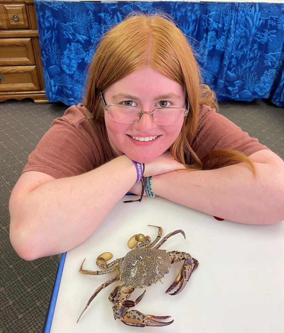 Catriel, a rising junior at the University of New England who works as an intern biologist at the Hampton Beach Oceanarium, recently came across a rare lady crab.