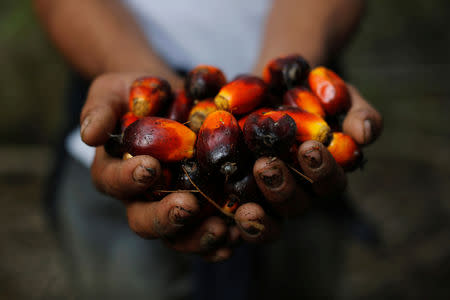 FILE PHOTO: A worker shows palm oil fruits at a plantation in Chisec, Guatemala December 19, 2018. REUTERS/Luis Echeverria/File Photo